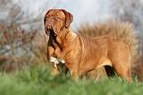 DOGUE DE BORDEAUX 226